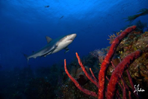 I love Reef Sharks as they always make great models and t... by Steven Anderson 